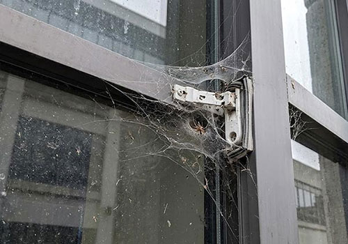 Window Spider Web Removal In San Antonio
