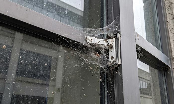 Window Spider Web Removal In San Antonio